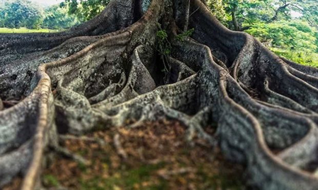 عکس/ عجیب و غریب ترین درخت دنیا که شبیه انسان است!
